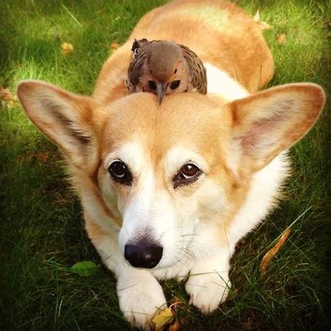 The 21 Most Ridiculous Corgi Pictures Ever