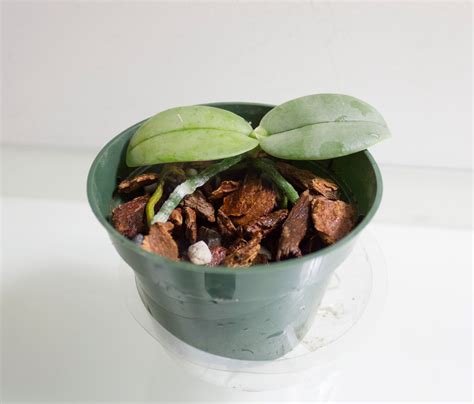 Maria's Orchids: Repotting Phalaenopsis gigantea