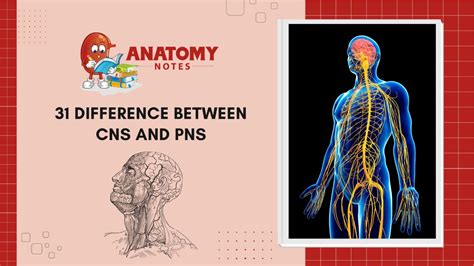 31 Difference Between CNS And PNS