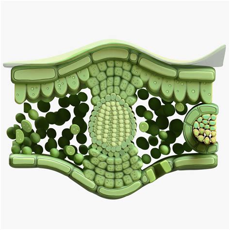 Anatomie de la coupe transversale des feuilles modèle 3D