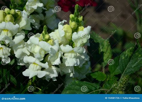 Colorful Snapdragons In The Garden Close Up Stock Photo Image Of