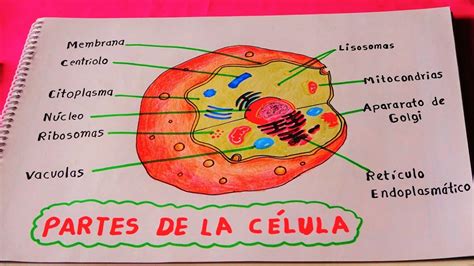 Celula Humana Y Sus Partes Para Colorear Consejos Cel