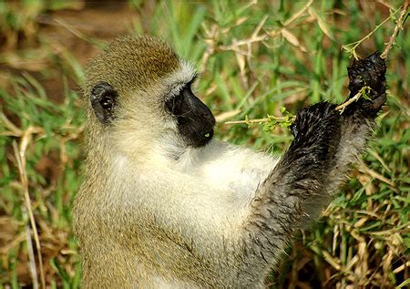 Singe Grivet Singes Animaux Parc National De Tarangire Le Nord