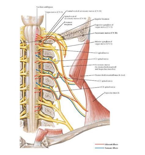 C2 Nerve Root Anatomy