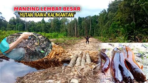 TIDAK DI RAGUKAN LAGI SPOT INI PENGHUNINYA LEMBAT BESAR MANCING