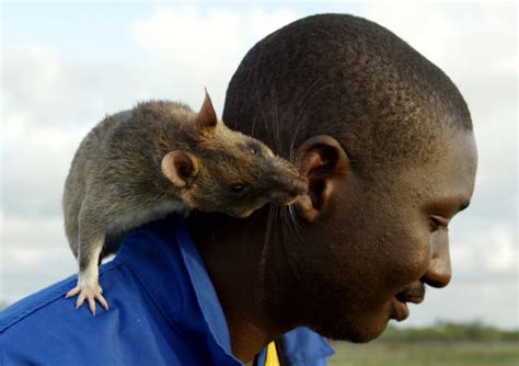 Cat Sized African Rats Survive In Florida