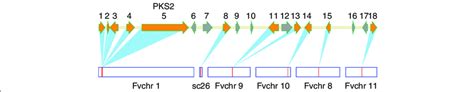 PKS2 gene cluster is assembled in a non-conserved region by gene ... 
