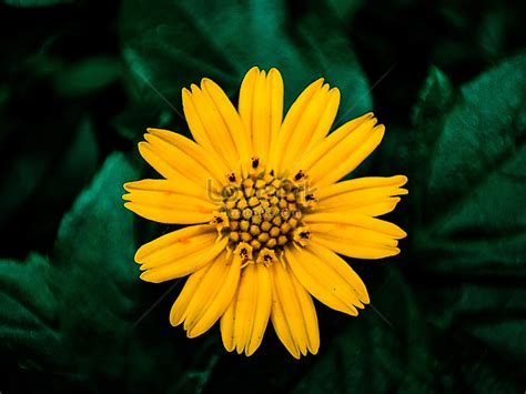 A Beautiful Natural Photo Yellow Color Flower Picture And Hd Photos Free Download On Lovepik