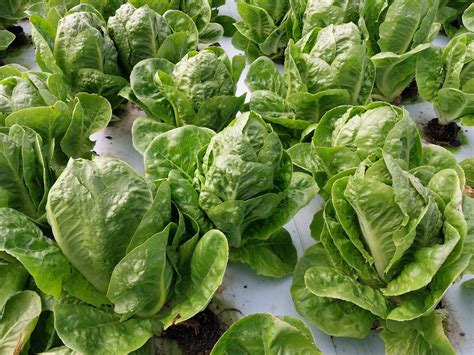 Lettuce Common Diseases at Declan Thwaites blog