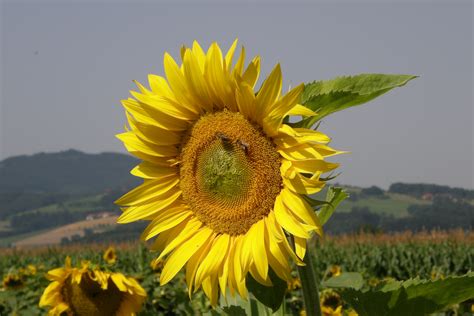 Banco de imagens natureza plantar campo flor colheita botânica