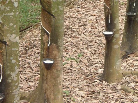 Pokok Getah Pictures Images And Photos Photobucket
