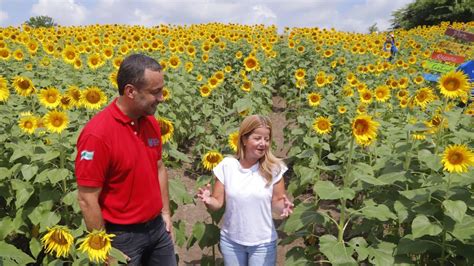 ¿cuándo Se Puede Visitar La Ruta Del Girasol En El Departamento De Atlántico