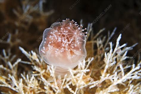 Stalked Jellyfish Eating A Shrimp Stock Image C004 3969 Science