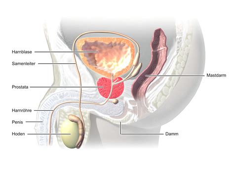 Illustration Anatomie M Nnlicher Unterleib Medicalgraphics