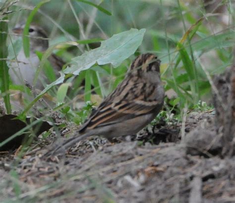 Sparrow - Grand Island, Nebraska - Help Me Identify a North American Bird - Whatbird Community