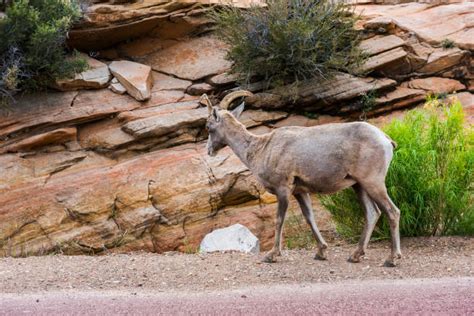 60+ Ovis Canadensis Canadensis Photos Stock Photos, Pictures & Royalty-Free Images - iStock