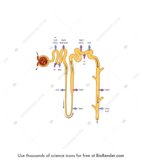 BioRender Life Science Icons