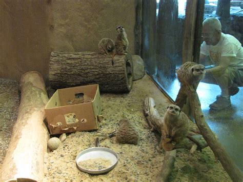 Staten Island Zoo 2010 Part Of Meerkat Exhibit In African Savanna