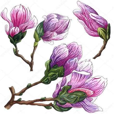 Conjunto De Acuarelas De Flores De Magnolia Rosa Acuarela Magnolia