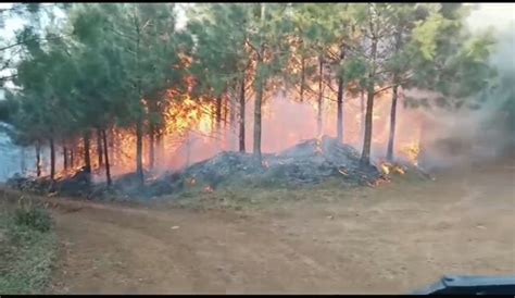 Incêndio Florestal Devasta Aproximadamente 100 Hectares Em Inácio