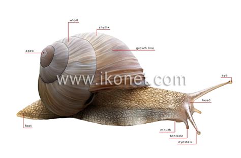 animal kingdom > mollusks > snail > anatomy of a snail image - Visual ...