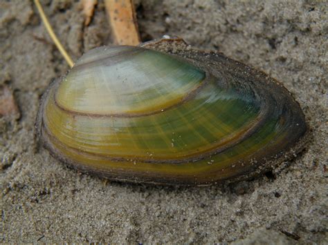 Anodonta anatina (Anodonta anatina) - Picture Fish