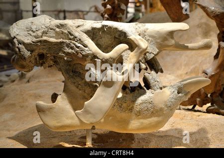 Giant Ground Sloth fossil giant prehistoric mammal North American ground sloth Daytona Museum of ...