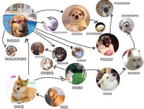 Doggo chart | Doggo | Know Your Meme