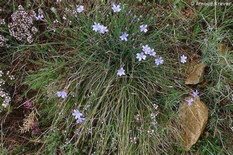 Aphyllanthes Monspeliensis Flores De Los Caminos A Santiago