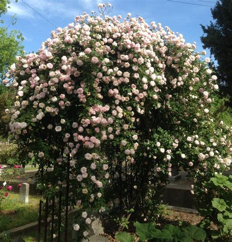 Photo Of The Entire Plant Of Climbing Polyantha Rose Rosa Cecile