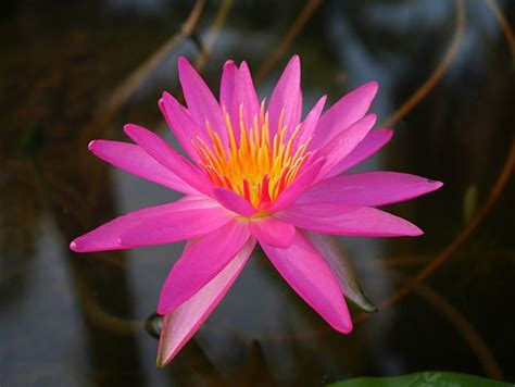 Nymphaea Francesco Basso Isg Waterlily Water Lilies Beautiful