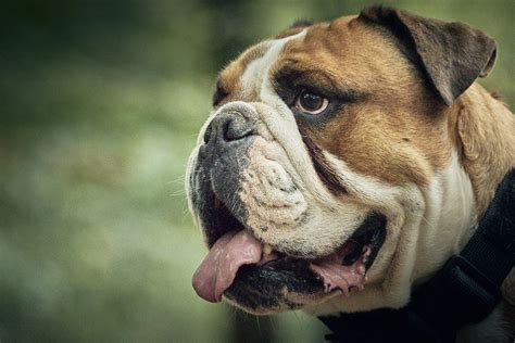 Dog Bulldog Canine Free Photo On Pixabay Pixabay