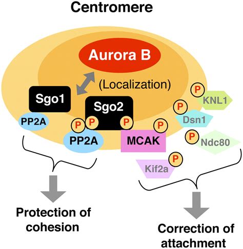 Phosphorylation Of Mammalian Sgo By Aurora B Recruits Pp A And Mcak To