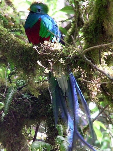 世界一美しい幻の鳥・ケツァールを見つけに行きませんか？ Misaのブログ