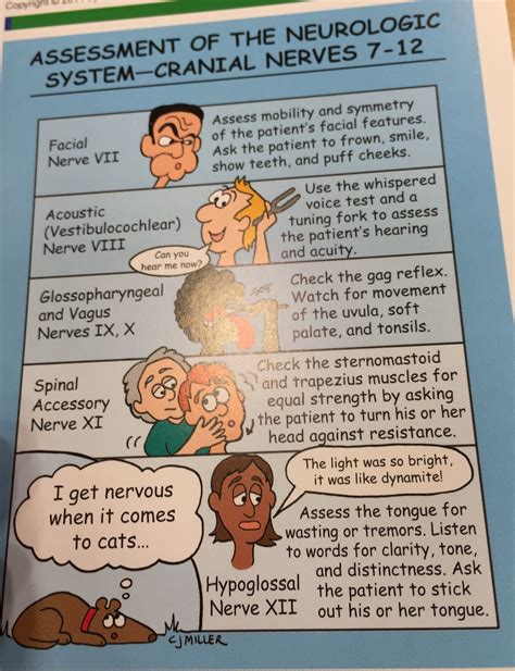 Cranial Nerve Neuro Assessment Cheat Sheet Nursing Assessment Images