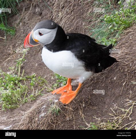 Puffin with coloured beak hi-res stock photography and images - Alamy