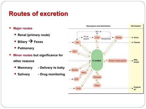 PPT Pharmacokinetics Drug Excretion PowerPoint Presentation Free