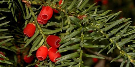 Amentotaxus Assamica Assam Catkin Yew Conifer Species American Conifer Society