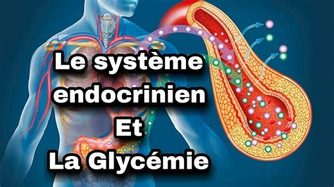 le système endocrinien l intervention du système endocrinien dans la