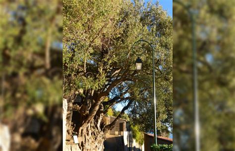 Deviendra T Il Larbre De Lann E G De Plus De Ans Lolivier