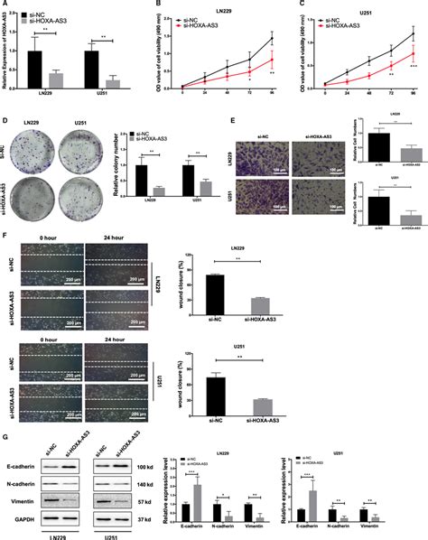 Knockdown Of LncRNA HOXAAS3 Reduces Glioblastoma Multiforme Cell