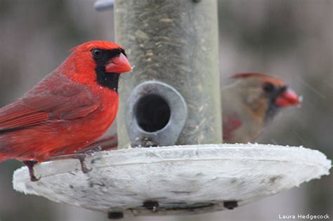 Tips For Winter Bird Feeding • The National Wildlife Federation Blog