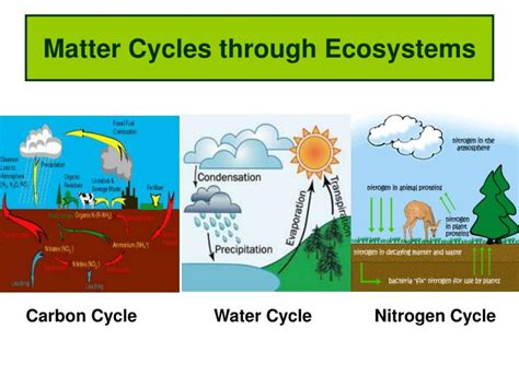 PPT - Matter Cycles through Ecosystems PowerPoint Presentation, free ...