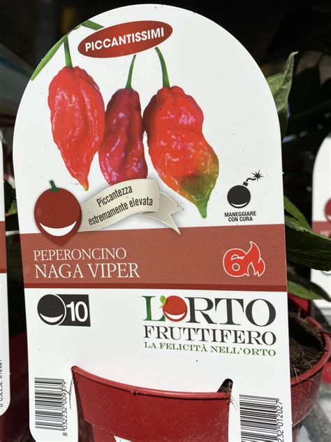 Peperoncino Naga Viper Vivaio Roma Garden