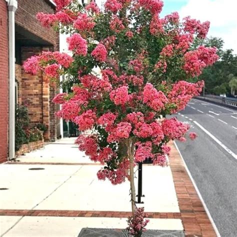 Lagerstroemia Coral Magic Kwitn Cy Krzew Plumeria Pl