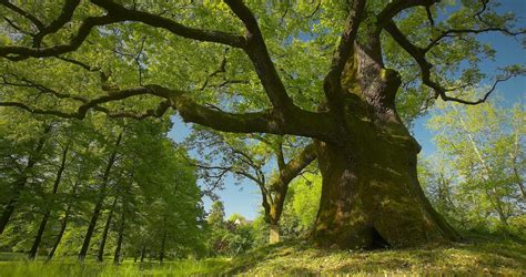 Gli Alberi Monumentali In Italia Openpolis