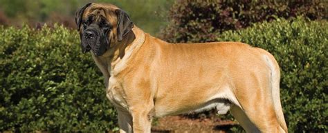 Mastiff Dog Breed Profile | Petfinder