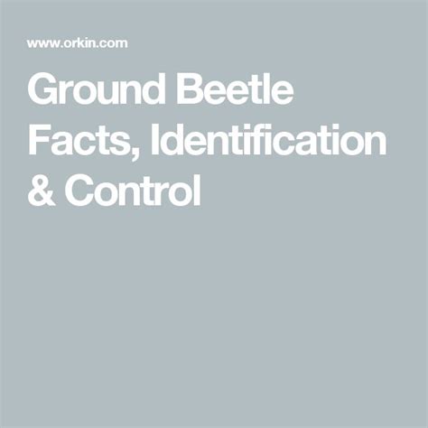 Ground Beetle Facts, Identification & Control | Beetle, Insect species ...