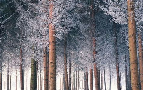 Woodlands Winter Online Jigsaw Puzzles