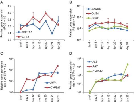 Temporal Gene Expression Profile During The Direct Reprogramming MRC5